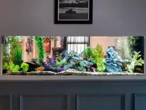 An aquarium installation in Suffolk County, featuring colorful fish, vibrant green plants, and decorative rocks, is built into a wall. Various fish species swim among the plants and rocks. A framed black and white photograph hangs above this stunning display, with regular aquarium maintenance in Suffolk County ensuring its beauty lasts.