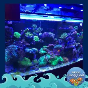 A vibrant aquarium filled with various colorful corals and rocks. Multiple shades of green, blue, and purple corals are illuminated by underwater lighting. Island Fish & Reef offers expert Aquarium Maintenance in Suffolk County, ensuring your tank stays pristine. Their logo with cartoon fish and waves is at the bottom right corner of the image.