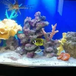 Long Island Fish And Reef Bright Blue Fish Tank