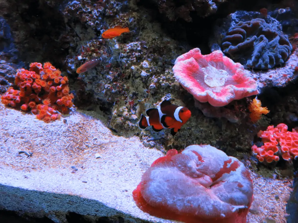 An aquarium scene showcasing a variety of colorful corals and marine life on a sandy substrate. A clownfish with orange and white stripes swims near vibrant orange and pink corals, surrounded by other small fish and underwater flora, brought to life through expert Aquarium Installation Suffolk County.