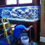 Long Island Fish And Reef Residential Fish Tank With Maintenance