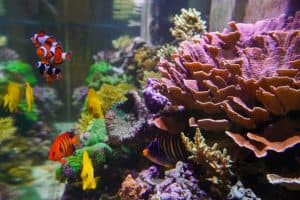 An aquarium scene showcasing colorful fish swimming among vibrant corals and underwater plants, designed as part of our Aquarium Services Nassau County. Notable fish include a pair of clownfish, yellow tangs, and a red and black striped fish. The background features various textured corals and sea life.