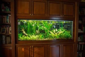 Aquarium Installation Long Island