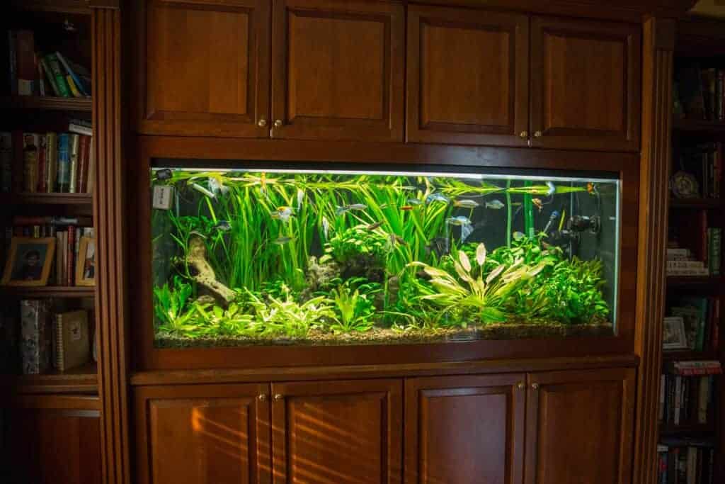 A large, built-in fish tank fills the center of a wooden cabinet surrounded by bookshelves. The aquarium features lush green plants and several tropical fish swimming among them. Soft lighting highlights the tank's vibrant underwater scene, enhanced by expert Aquarium Installation Suffolk County services.