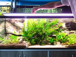 A person feeds fish in a large, brightly lit aquarium. The tank is full of lush green plants, rocks, and numerous small, colorful fish swimming around. The person's arm is visible as they sprinkle food into the water, enjoying the benefits of expert Aquarium Services Nassau County has to offer.