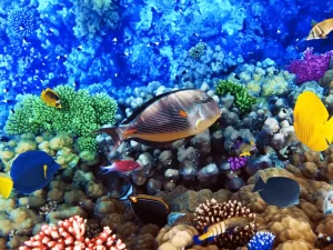 A vibrant underwater scene featuring various colorful fish swimming among coral reefs. The background displays various shades of blue, with different types of coral and marine life enhancing the rich aquatic environment—ideal for those interested in top-notch aquarium installation in Suffolk County.