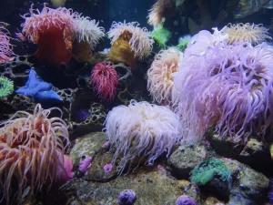 Colorful, wavy sea anemones and a starfish grace an underwater reef, perfect for those interested in Aquarium Design Nassau County. The anemones range in color from purple, pink, and white to orange and green, creating a vibrant underwater scene. The rocky sea floor teems with sponges and diverse marine life.