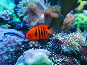 A vibrant orange fish with black stripes swims among colorful corals and marine plants in an expertly designed aquarium. The aquatic scene, a testament to top-tier Aquarium Design Nassau County, is illuminated by blue light, highlighting the vivid colors and textures of the underwater environment.