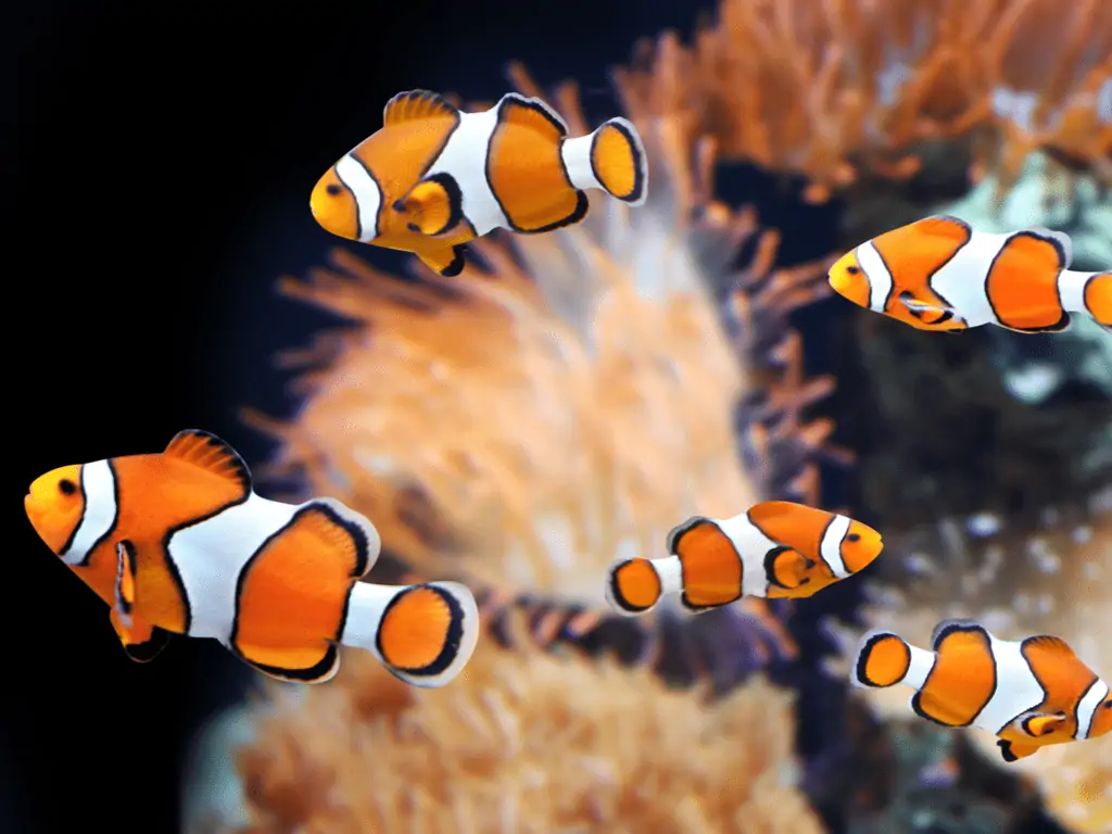 Five vibrant orange and white clownfish swim near a sea anemone in a coral reef. The background is blurred, showcasing shades of yellow and orange, emphasizing the lively marine habitat—a perfect scene for those interested in Aquarium Stocking Nassau County to recreate at home.