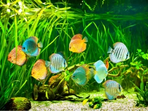 A vibrant aquarium scene featuring ten colorful discus fish swimming among lush green aquatic plants. The fish display a variety of bright colors and intricate patterns, adding to the lively atmosphere of the tank. With expert Aquarium Maintenance in Suffolk County, the gravel substrate and driftwood are always pristine.