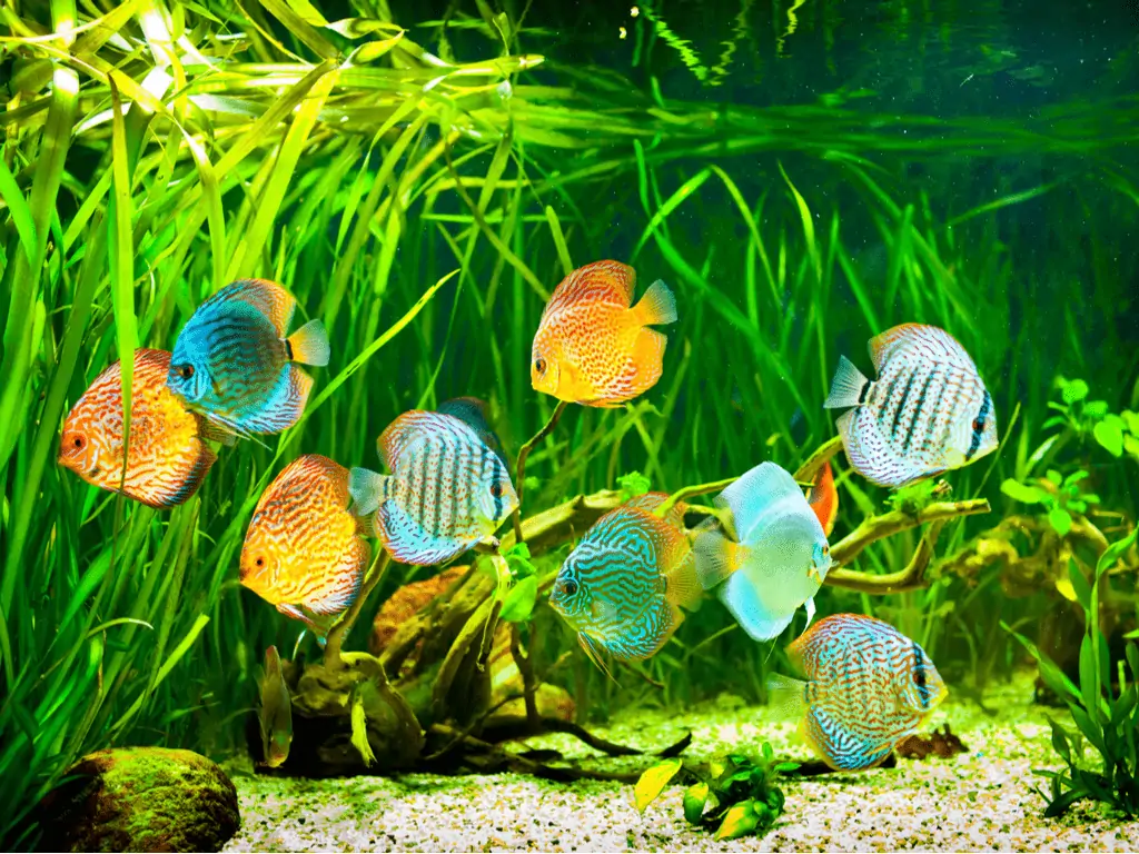 A vibrant aquarium scene featuring ten colorful discus fish swimming among lush green aquatic plants. The fish display a variety of bright colors and intricate patterns, adding to the lively atmosphere of the tank. With expert Aquarium Maintenance in Suffolk County, the gravel substrate and driftwood are always pristine.
