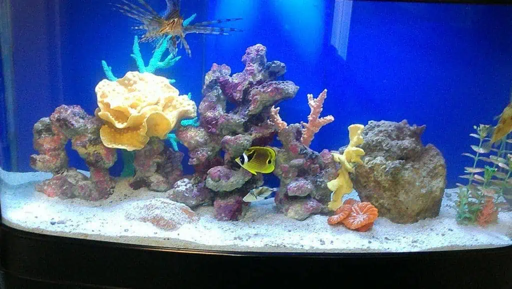 A fish tank with a blue background features colorful coral, rocks, and a few fish, including a yellow and black butterflyfish and an orange clownfish. The sandy bottom holds some small sea plants, and the corals range in colors from yellow to purple and red. Aquarium Stocking Nassau County can help you create your dream setup.