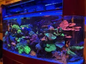 A vibrant saltwater aquarium filled with colorful corals and marine life is illuminated by blue and purple lights. Various shapes and sizes of corals, soft and hard alike, create a diverse and dynamic underwater scene, all expertly crafted through Aquarium Installation Suffolk County.