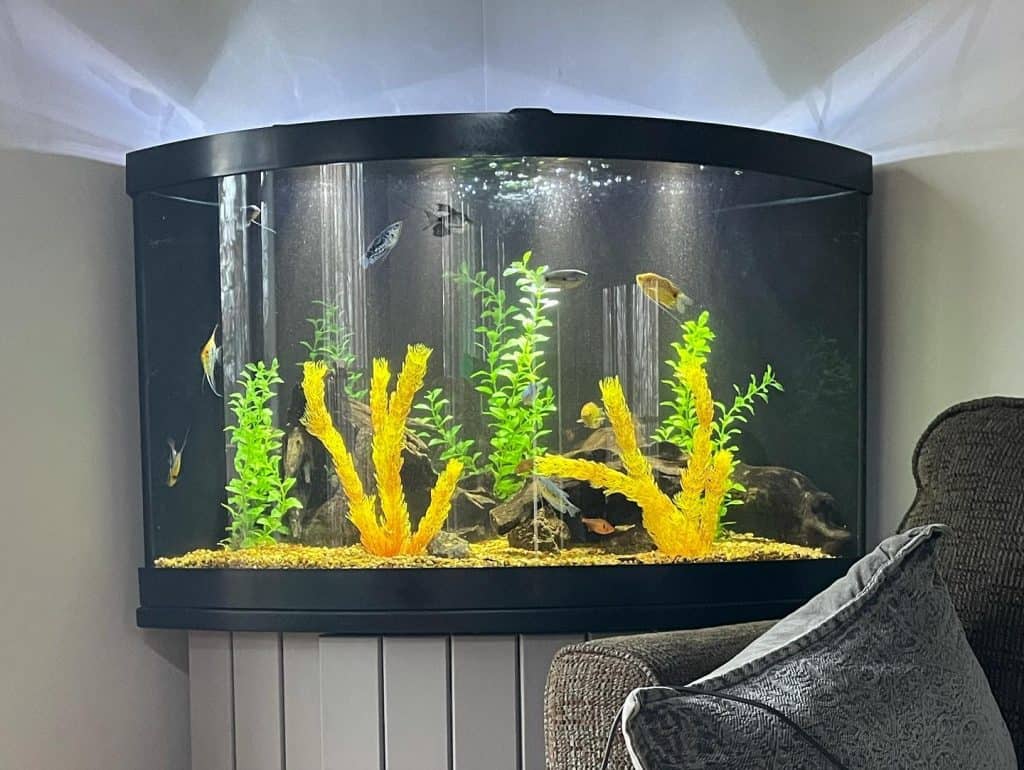 Fish Tank In Room