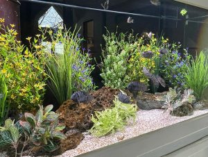 A vibrant aquarium with lush, green plants and colorful fish swimming among rocks and pebbles. The tank has diverse aquatic vegetation creating a natural underwater landscape, with black-striped fish prominent in the foreground. Perfect for those seeking expert Aquarium Installation in Suffolk County.