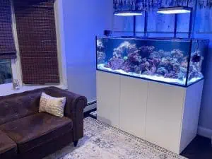 A living room featuring a large aquarium, expertly designed in Nassau County and filled with colorful coral, illuminated by overhead lights. The aquarium sits on a white cabinet. To the left is a brown leather couch with a pillow, and the room is decorated with bamboo blinds and a patterned rug.