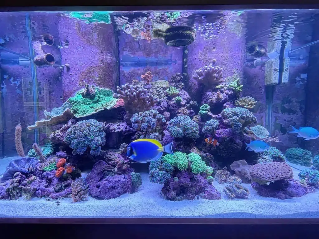 A vibrant aquarium filled with colorful corals, rocks, and marine life, including blue, yellow, and orange fish. The tank has a subtle purple hue from the lighting. Trust our Aquarium Installation Suffolk County team to create such aquatic wonders in your home or office.
