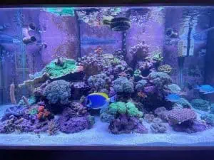A vibrant aquarium filled with colorful corals, rocks, and marine life, including blue, yellow, and orange fish. The tank has a subtle purple hue from the lighting. Trust our Aquarium Installation Suffolk County team to create such aquatic wonders in your home or office.