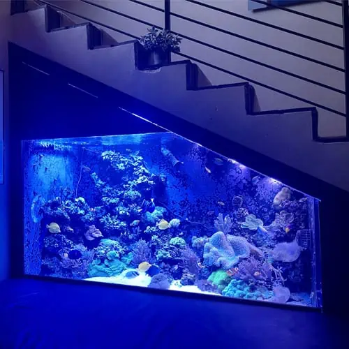 A large, illuminated aquarium built under a staircase showcases a vibrant underwater scene with various corals and tropical fish. The blue lighting enhances the colors of the marine life, creating a striking visual effect. With Aquarium Maintenance Suffolk County services, the modern staircase features metal railings.