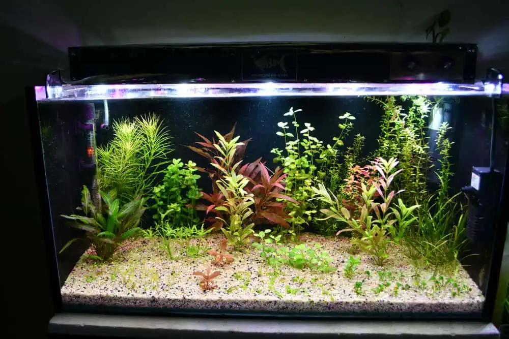 Freshwater aquarium decorated with beautiful plants and sand.