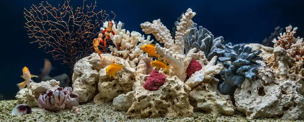 A colorful aquarium scene featuring vivid yellow and orange fish swimming among brightly colored coral reefs and sea plants. The underwater background displays various rock formations and corals in hues of red, blue, and white. Enjoy seamless aquarium stocking in Nassau County for a vibrant marine display.