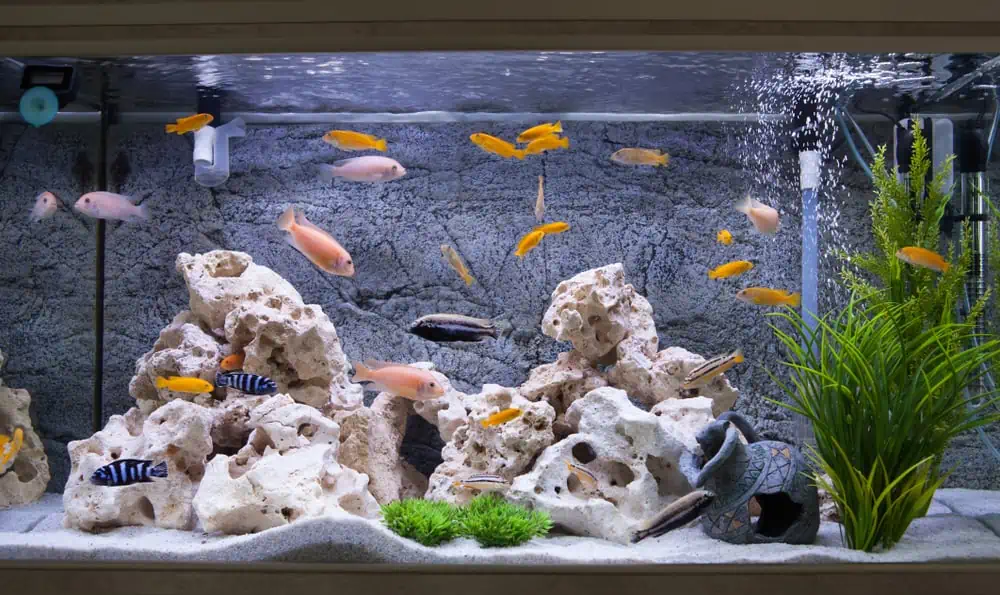 An aquarium with various colorful fish swimming around white rock formations, green plants, and decorative elements, including a small sunken helmet. The backdrop imitates a natural stone environment. Perfect for those considering Aquarium Stocking Nassau County.