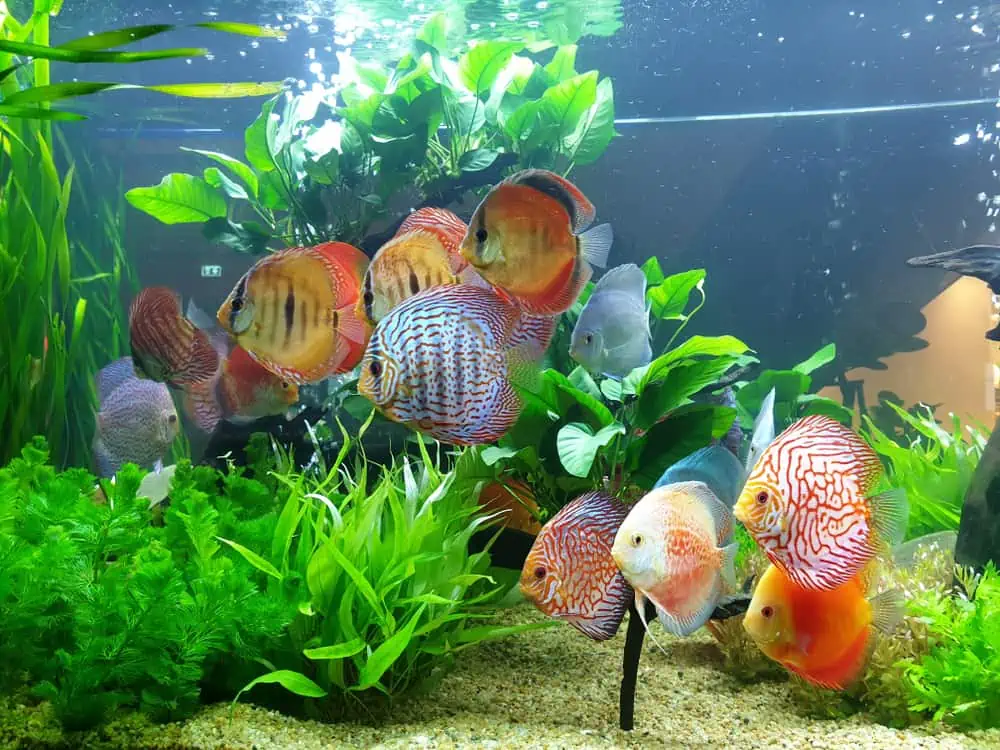 A vibrant aquarium with various species of colorful fish, including red and white patterned fish, swimming among lush green aquatic plants. The sandy bottom and bubbles enhance the lively underwater environment, made possible by expert Aquarium Installation Suffolk County services.