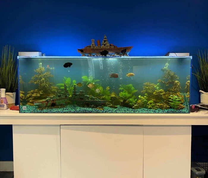 Fish Tank In Room